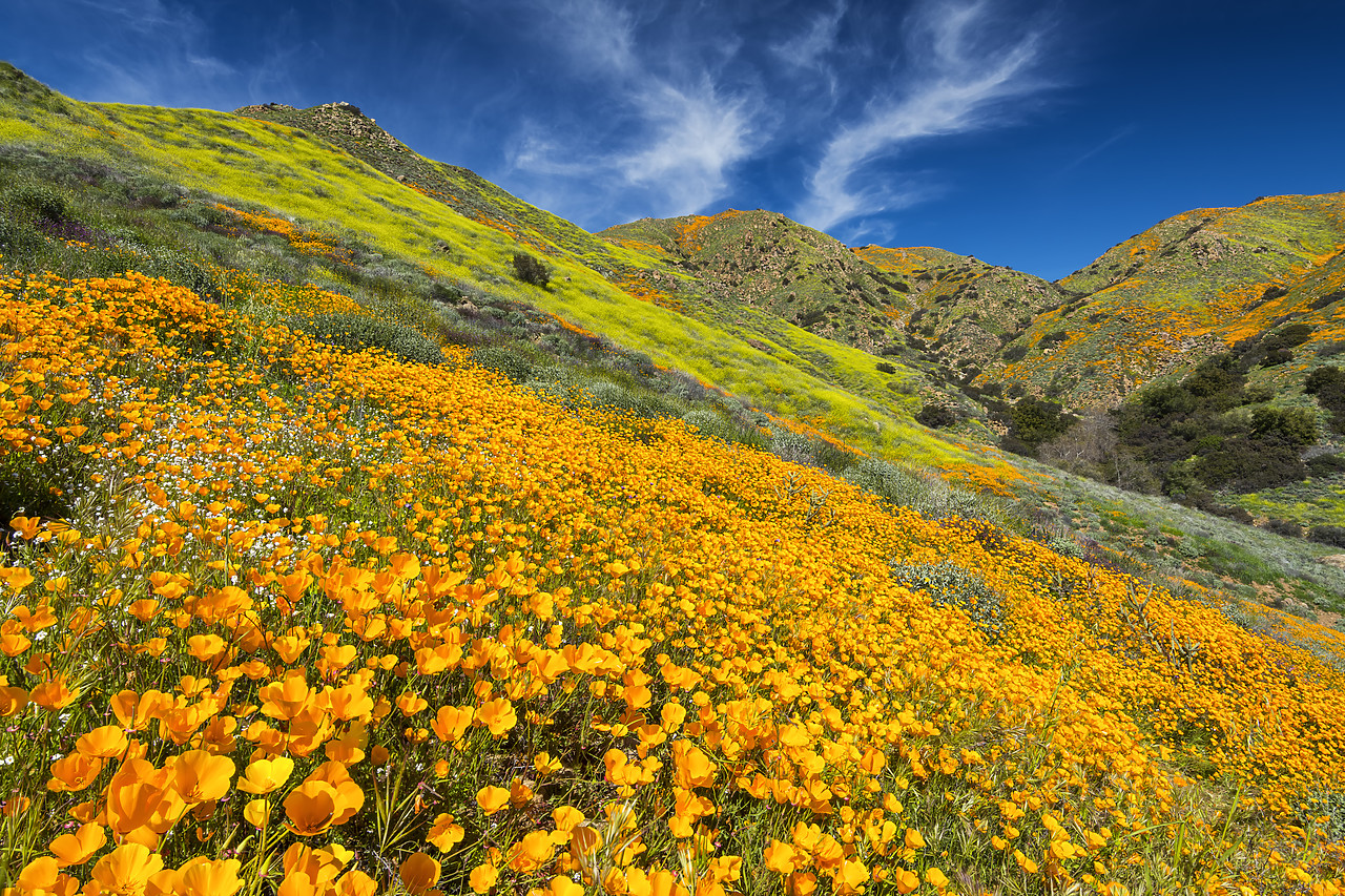 #190072-1 - Super Bloom of California Poppies, near Lake Elsinore, California, USA