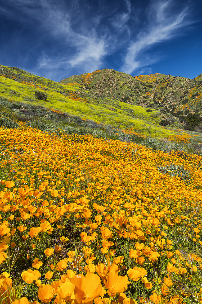 #190072-2 - Super Bloom of California Poppies, near Lake Elsinore, California, USA