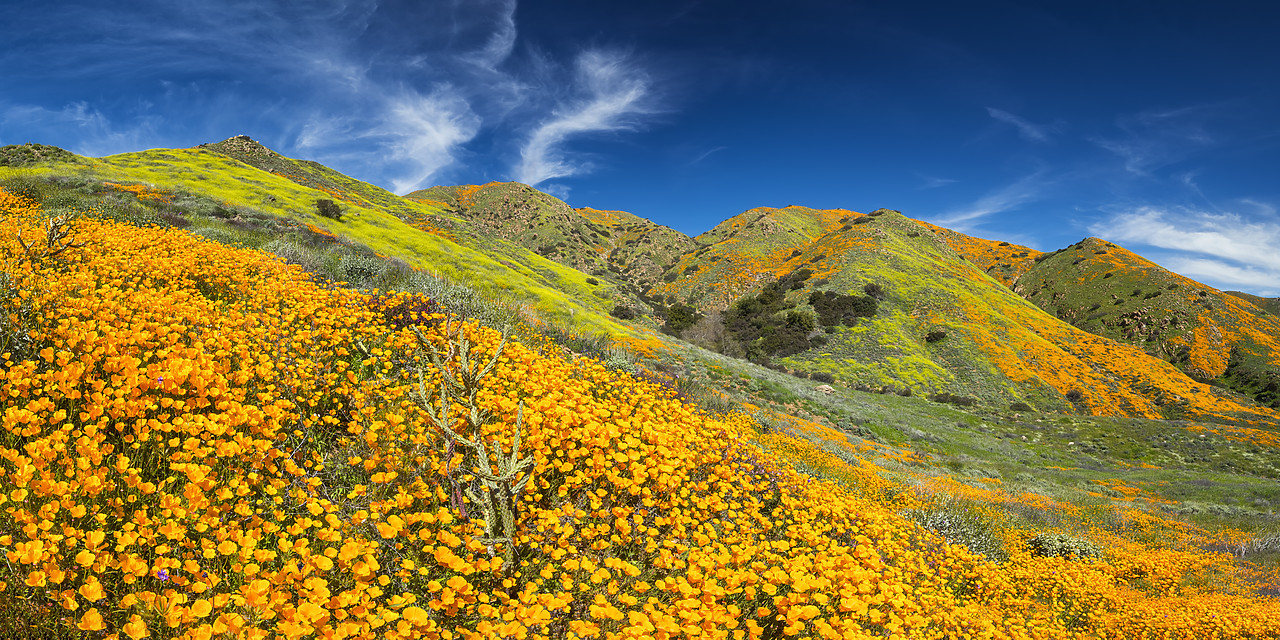 #190072-3 - Super Bloom of California Poppies, near Lake Elsinore, California, USA