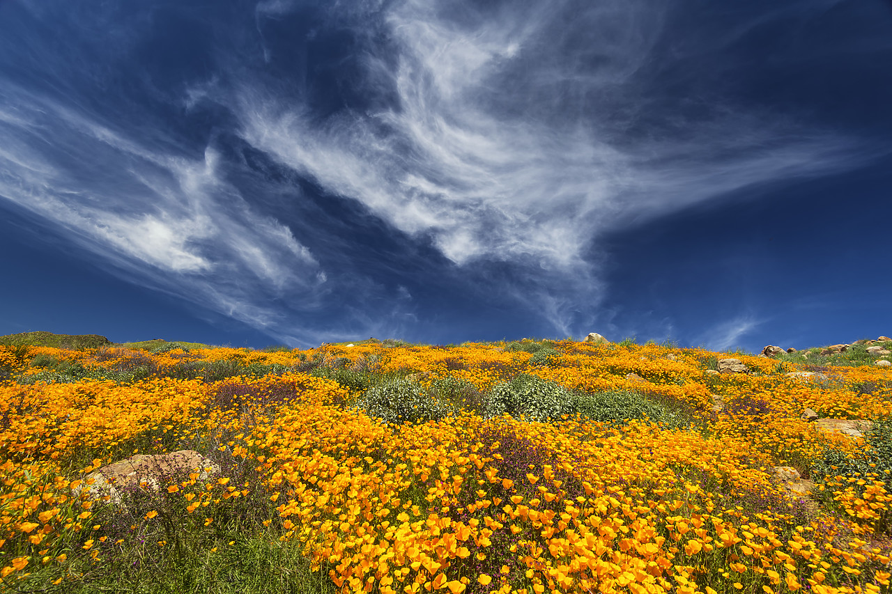 #190073-1 - Super Bloom of California Poppies, near Lake Elsinore, California, USA