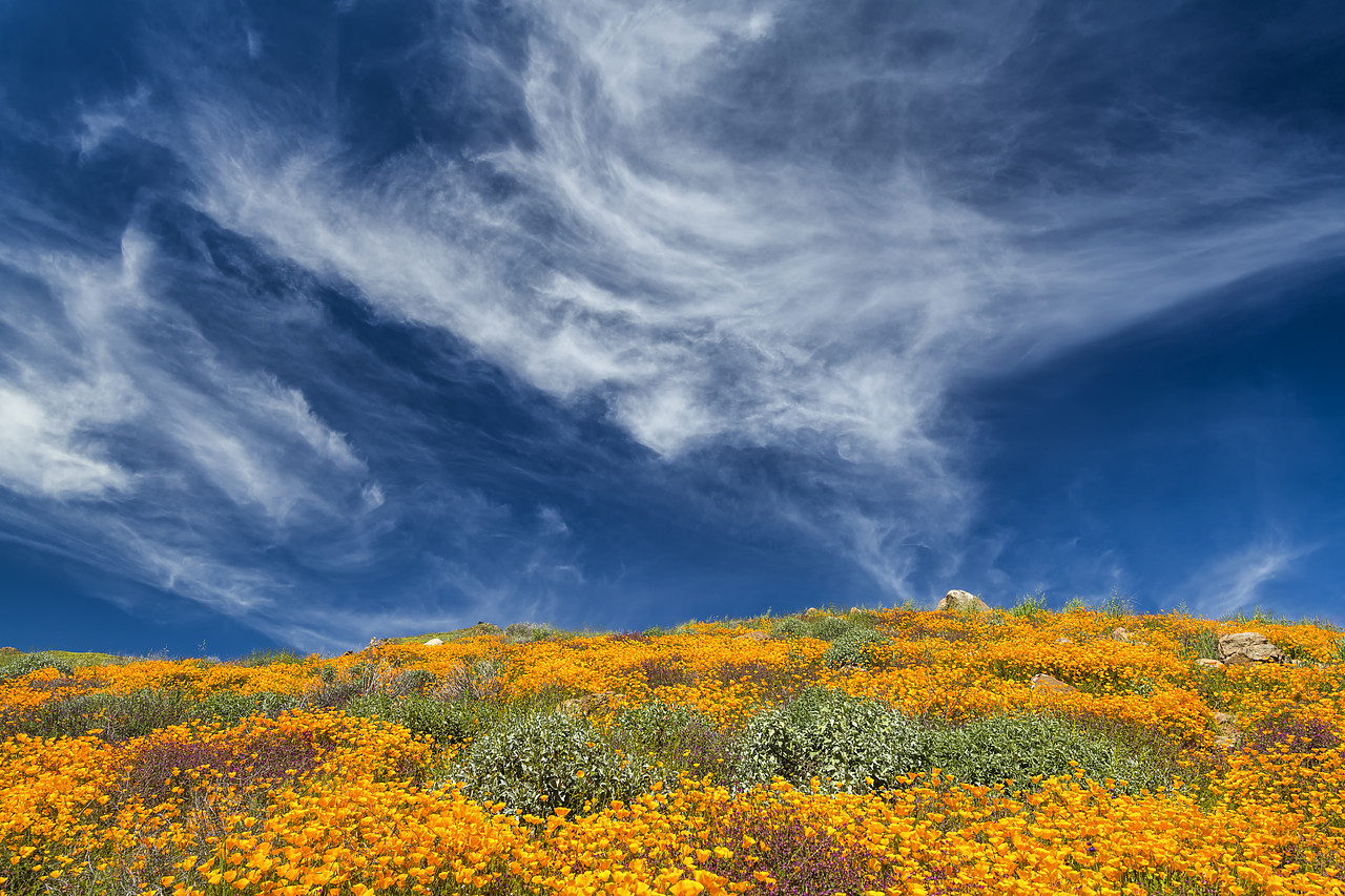 #190074-1 - Super Bloom of California Poppies, near Lake Elsinore, California, USA