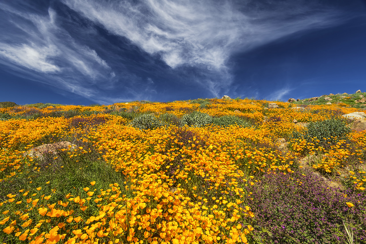 #190075-1 - Super Bloom of California Poppies, near Lake Elsinore, California, USA