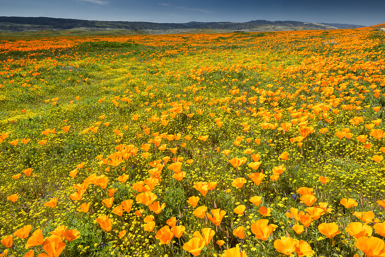 #190081-1 - Super Bloom of California Poppies, Antelope Valley,  California, USA