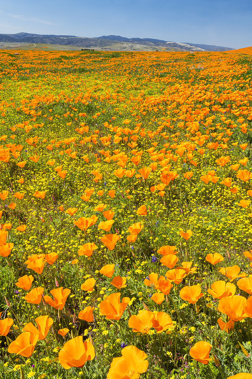 #190081-2 - Super Bloom of California Poppies, Antelope Valley,  California, USA