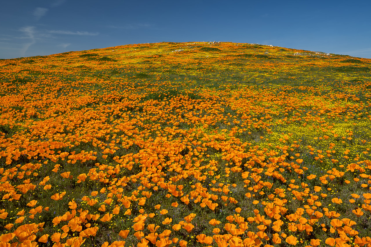 #190083-1 - Super Bloom of California Poppies, Antelope Valley,  California, USA