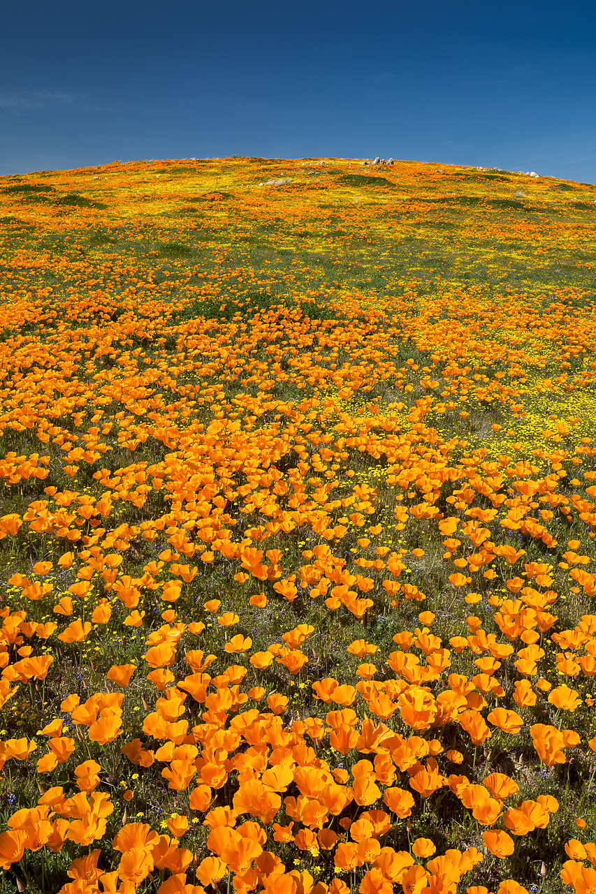 #190083-2 - Super Bloom of California Poppies, Antelope Valley,  California, USA