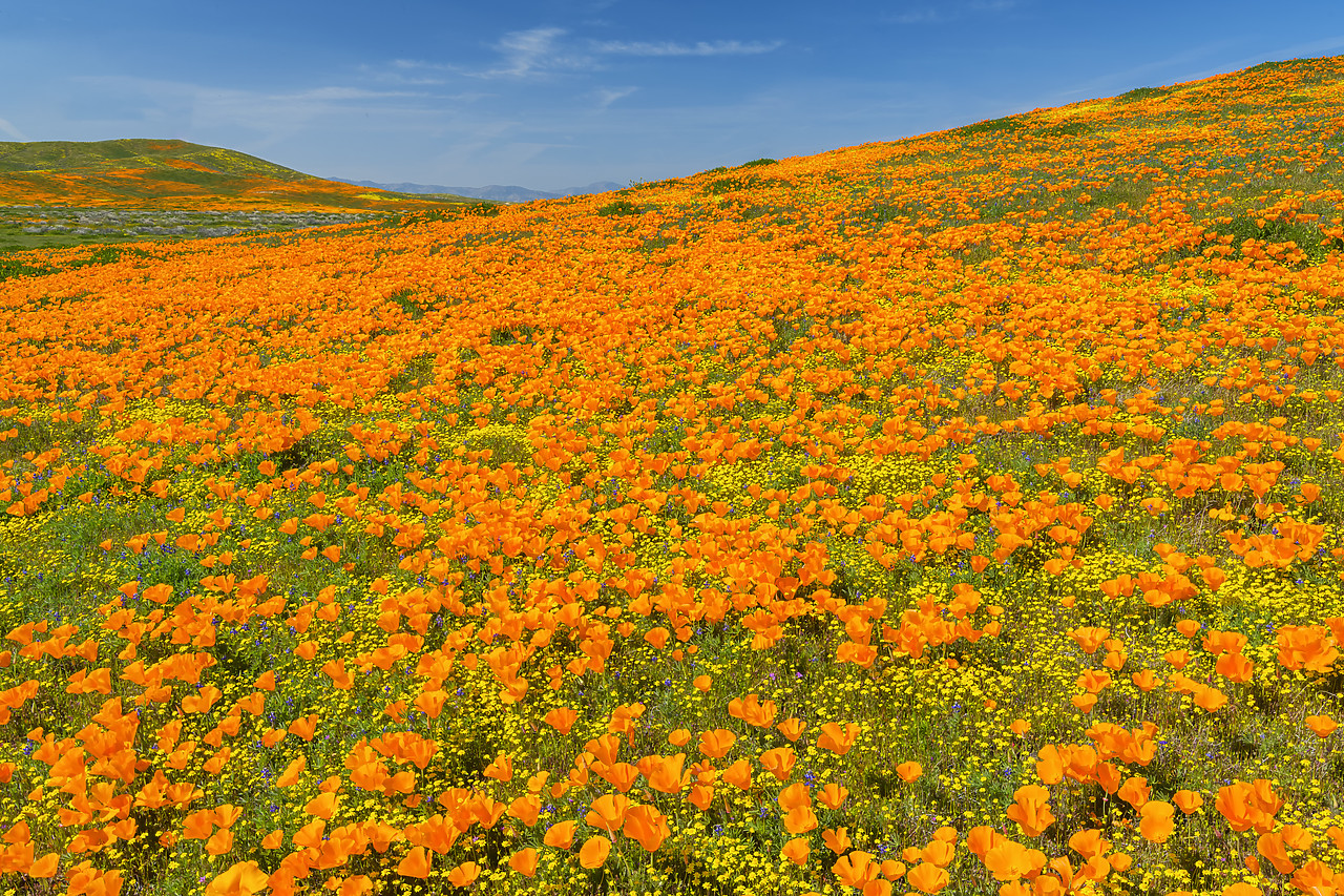 #190084-1 - Super Bloom of California Poppies, Antelope Valley,  California, USA