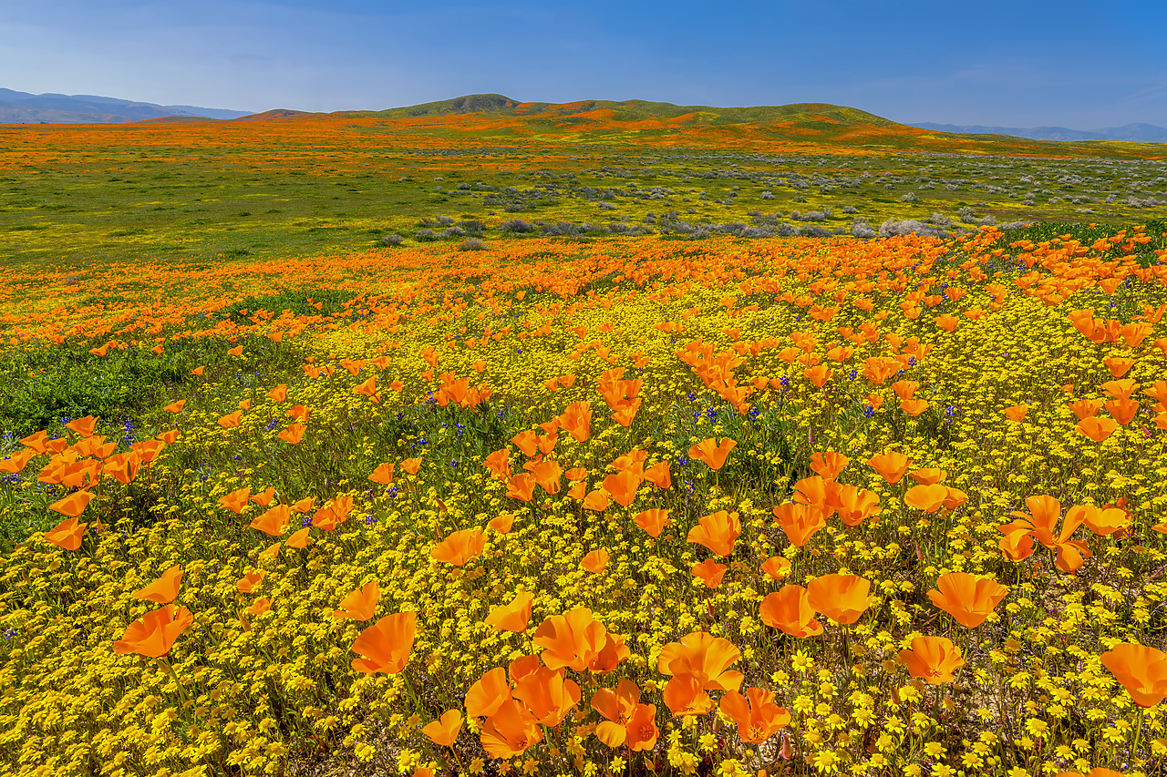 #190085-1 - Super Bloom of California Poppies, Antelope Valley,  California, USA