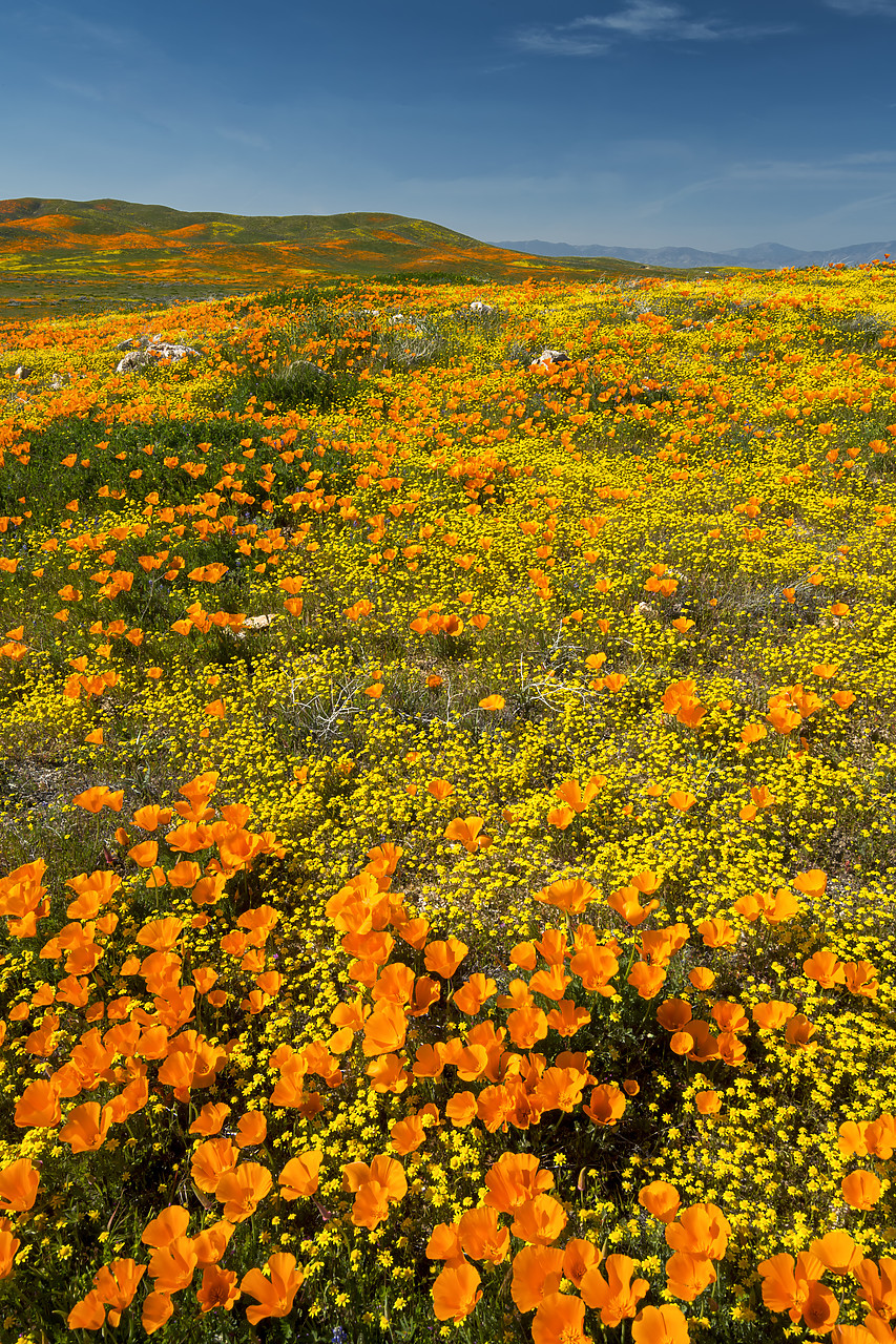 #190086-1 - Super Bloom of California Poppies, Antelope Valley,  California, USA