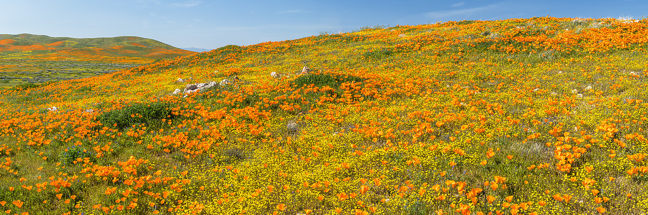 #190087-1 - Super Bloom of California Poppies, Antelope Valley,  California, USA