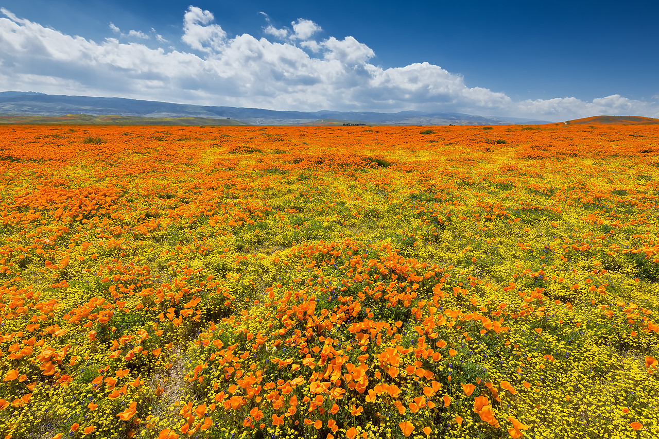 #190088-1 - Super Bloom of California Poppies, Antelope Valley,  California, USA