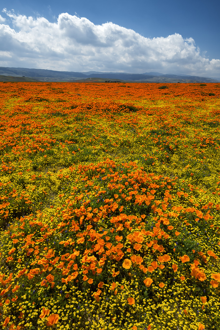 #190088-2 - Super Bloom of California Poppies, Antelope Valley,  California, USA