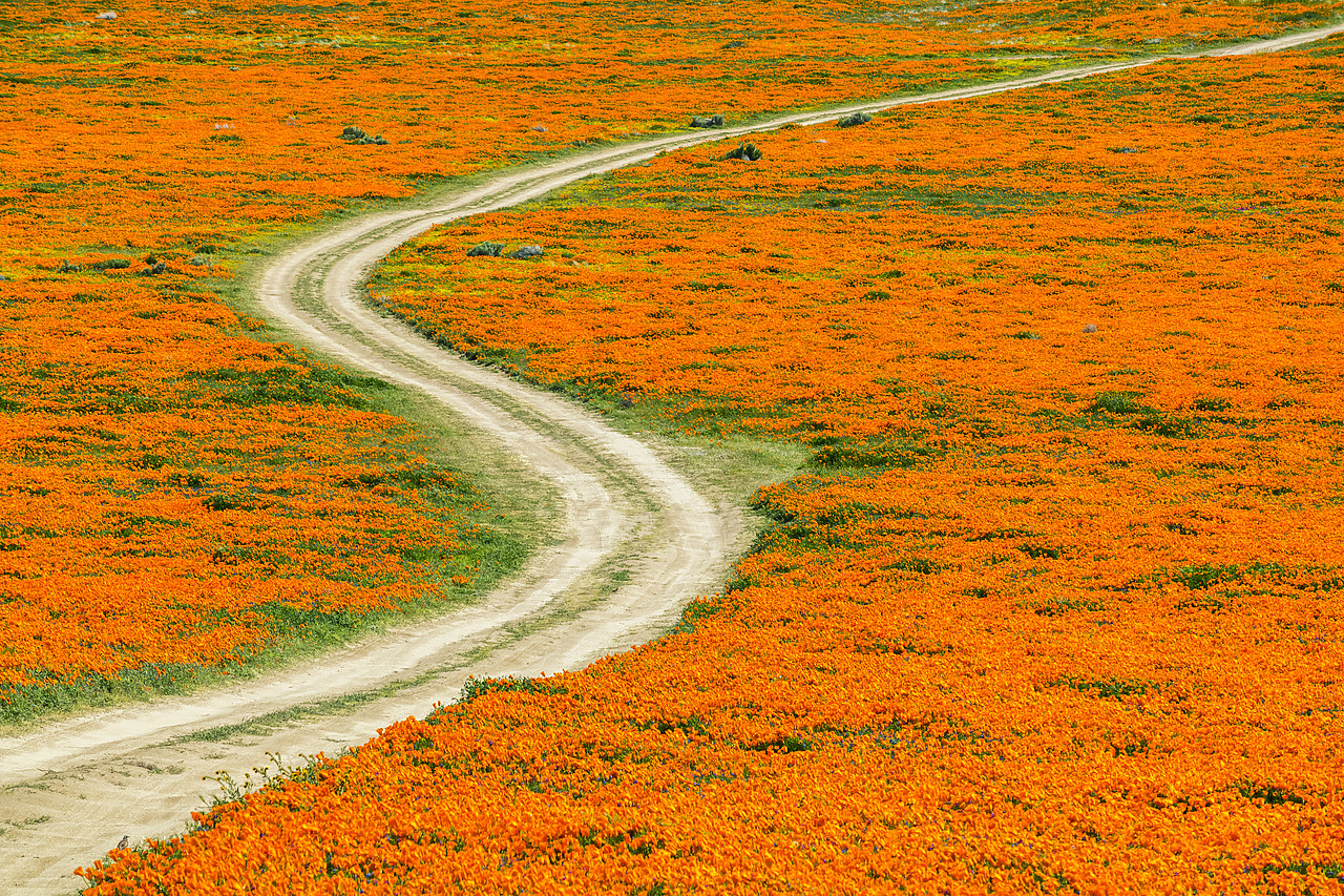 #190089-1 - Track Through Super Bloom of California Poppies, Antelope Valley,  California, USA