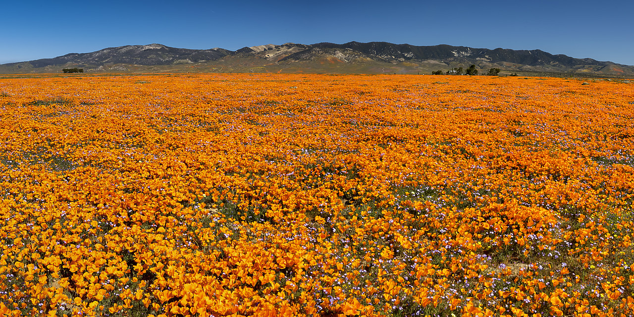 #190143-1 - Super Bloom of California Poppies, Antelope Valley, California, USA
