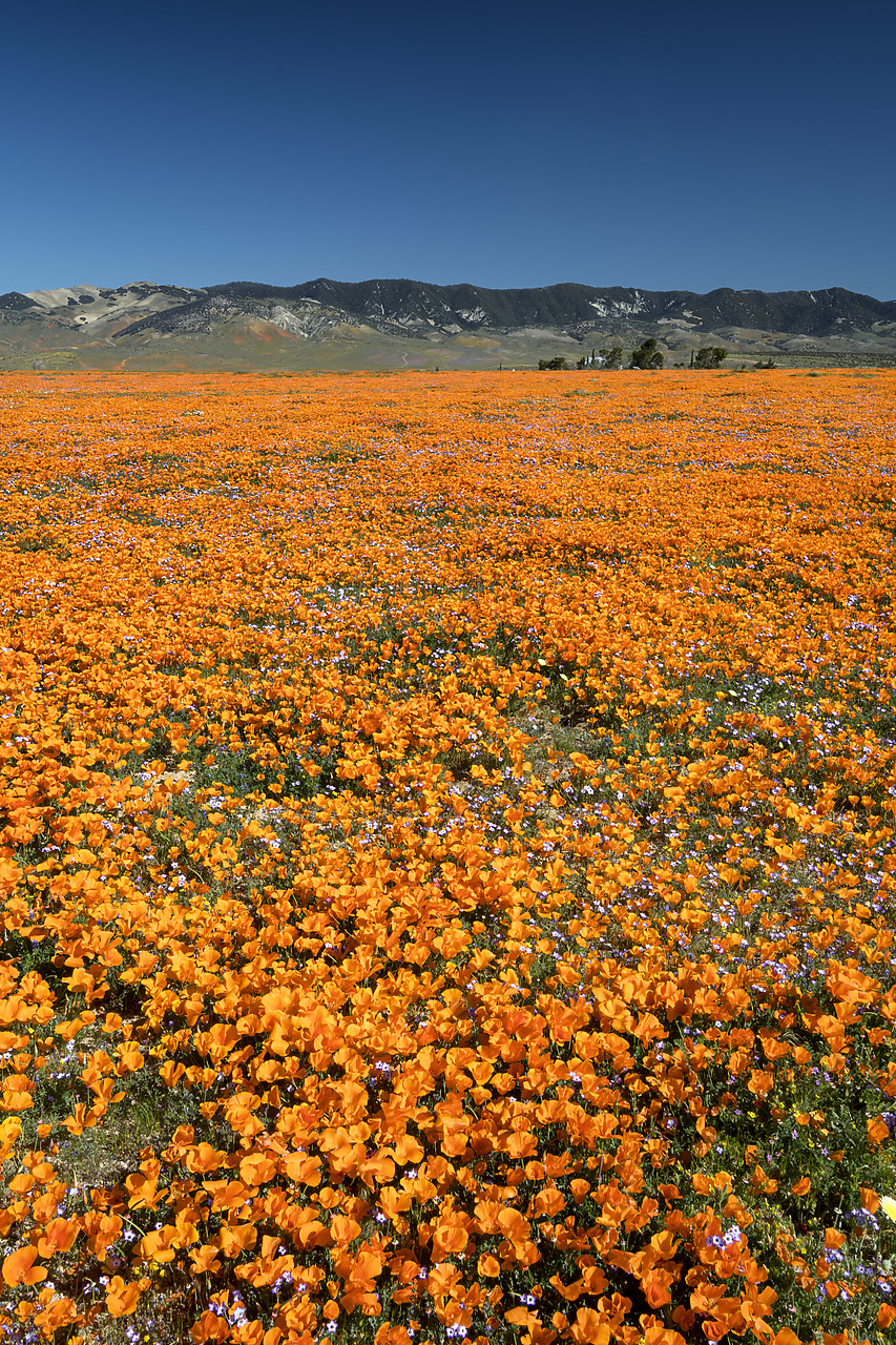 #190143-2 - Super Bloom of California Poppies, Antelope Valley, California, USA