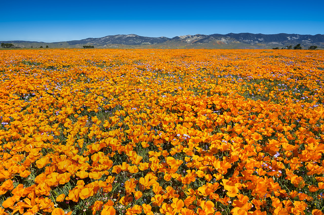 #190144-1 - Super Bloom of California Poppies, Antelope Valley, California, USA