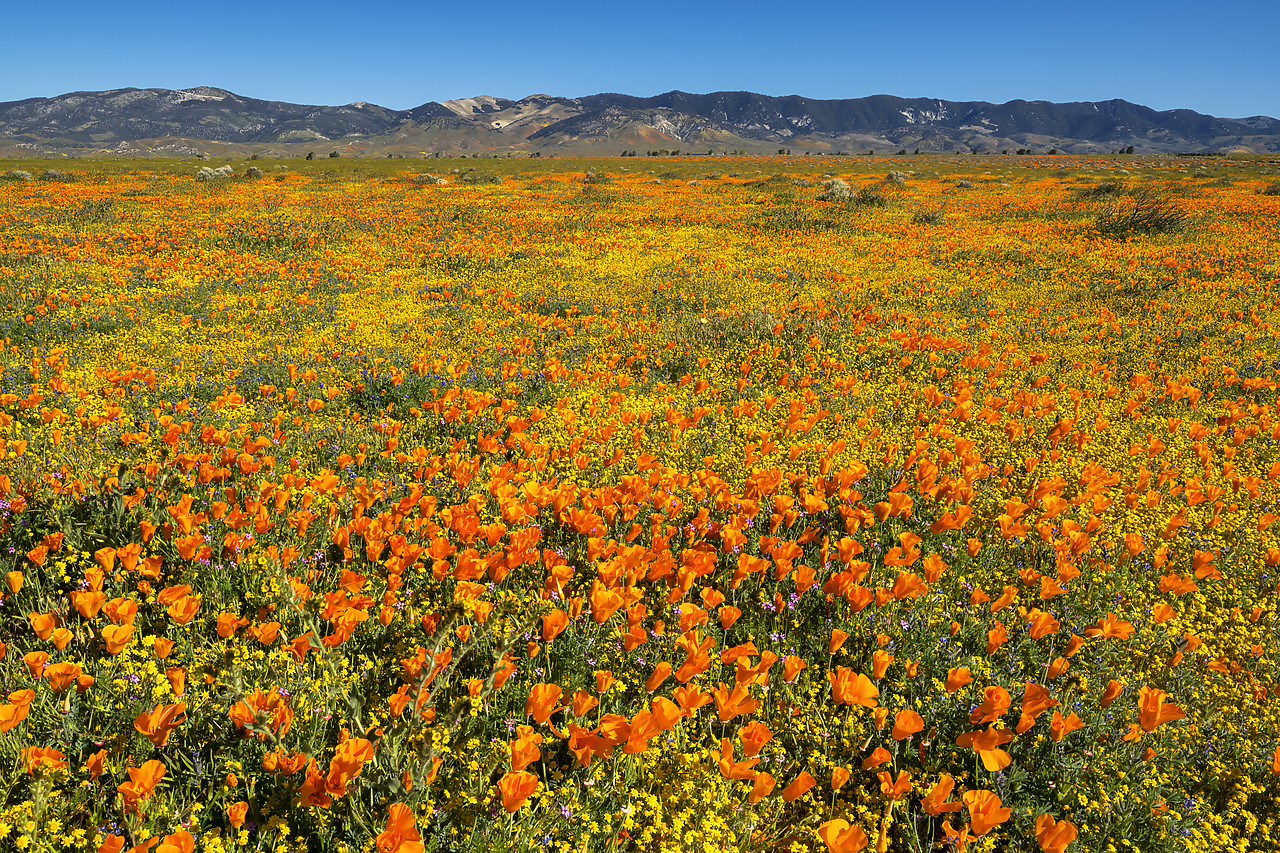 #190145-1 - Super Bloom of California Poppies, Antelope Valley, California, USA