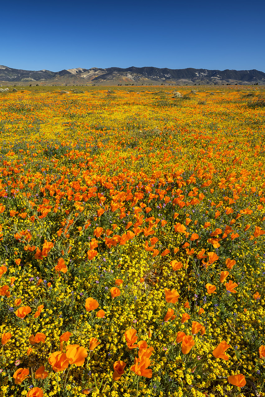 #190145-2 - Super Bloom of California Poppies, Antelope Valley, California, USA