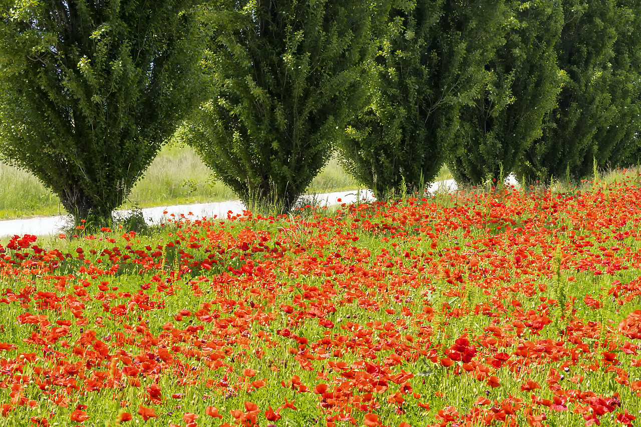 #190395-1 - Poplar Trees & Field of Poppies, Treviso, Italy