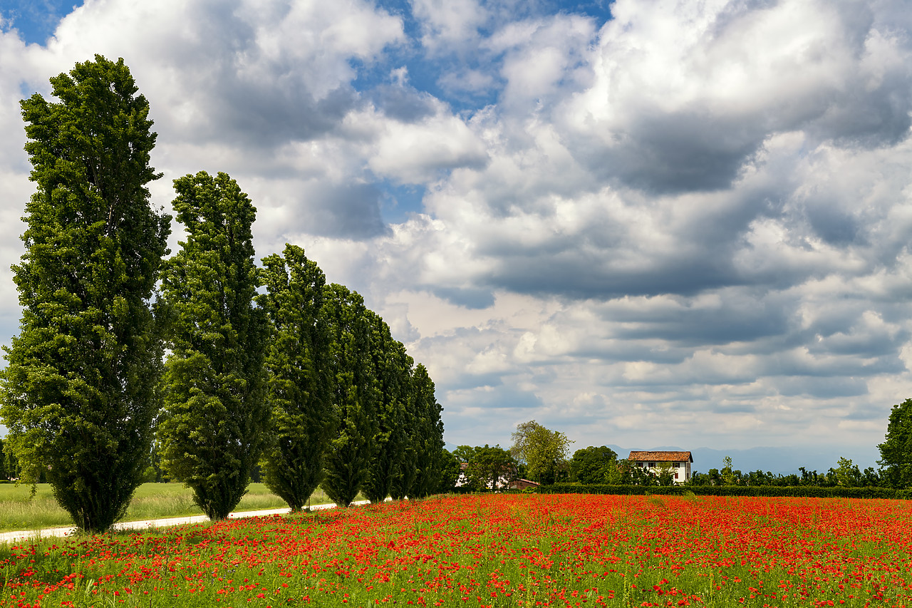 #190396-1 - Poplar Trees & Field of Poppies, Treviso, Italy