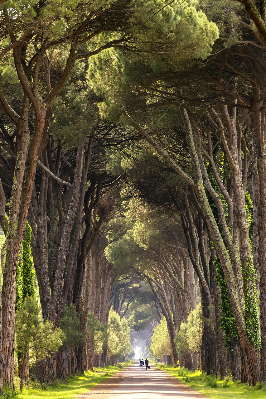 #190399-1 - Couple Walking Along Avenue of Pine Trees, Natural Park of Migliarino San Rossore Massaciuccoli, Pisa, Tuscany, Italy