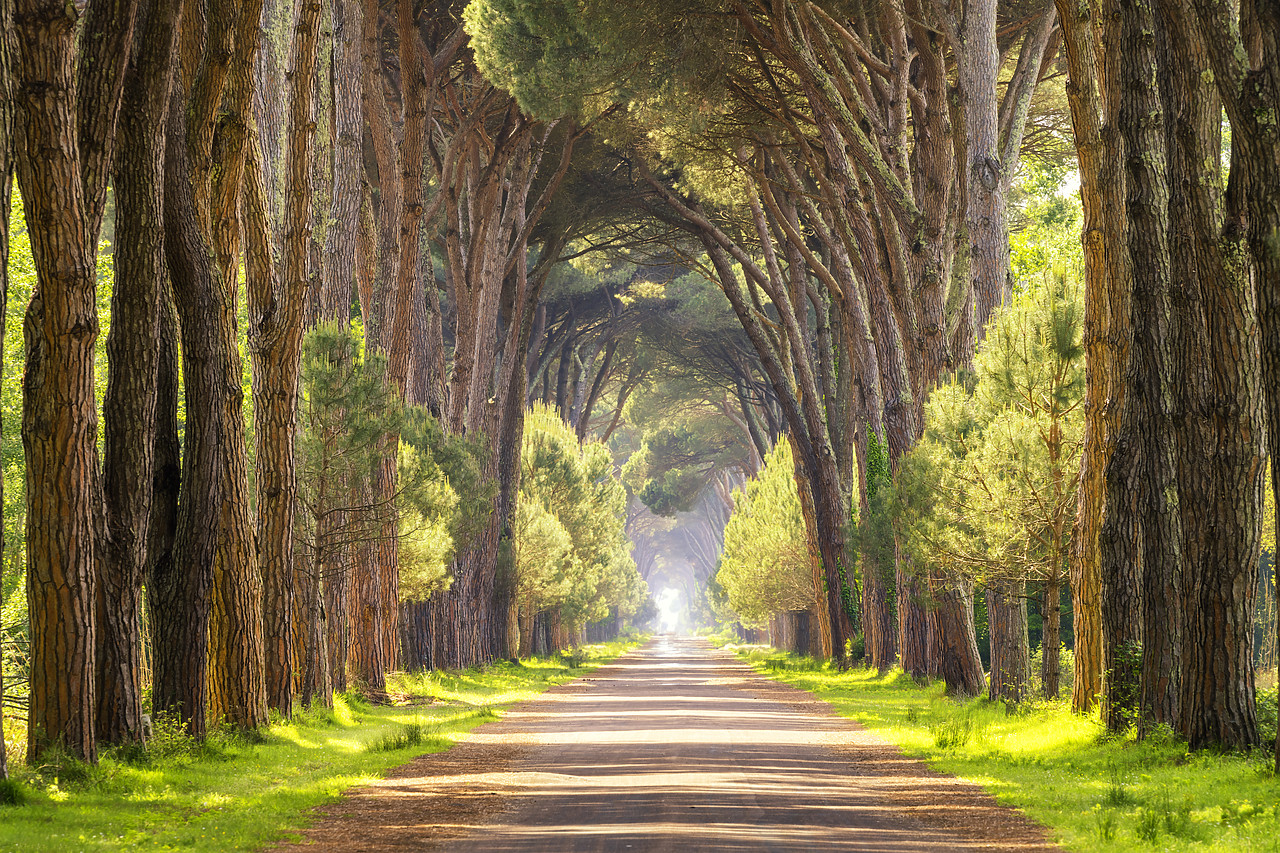#190400-1 - Avenue of Pine Trees, Natural Park of Migliarino San Rossore Massaciuccoli, Pisa, Tuscany, Italy