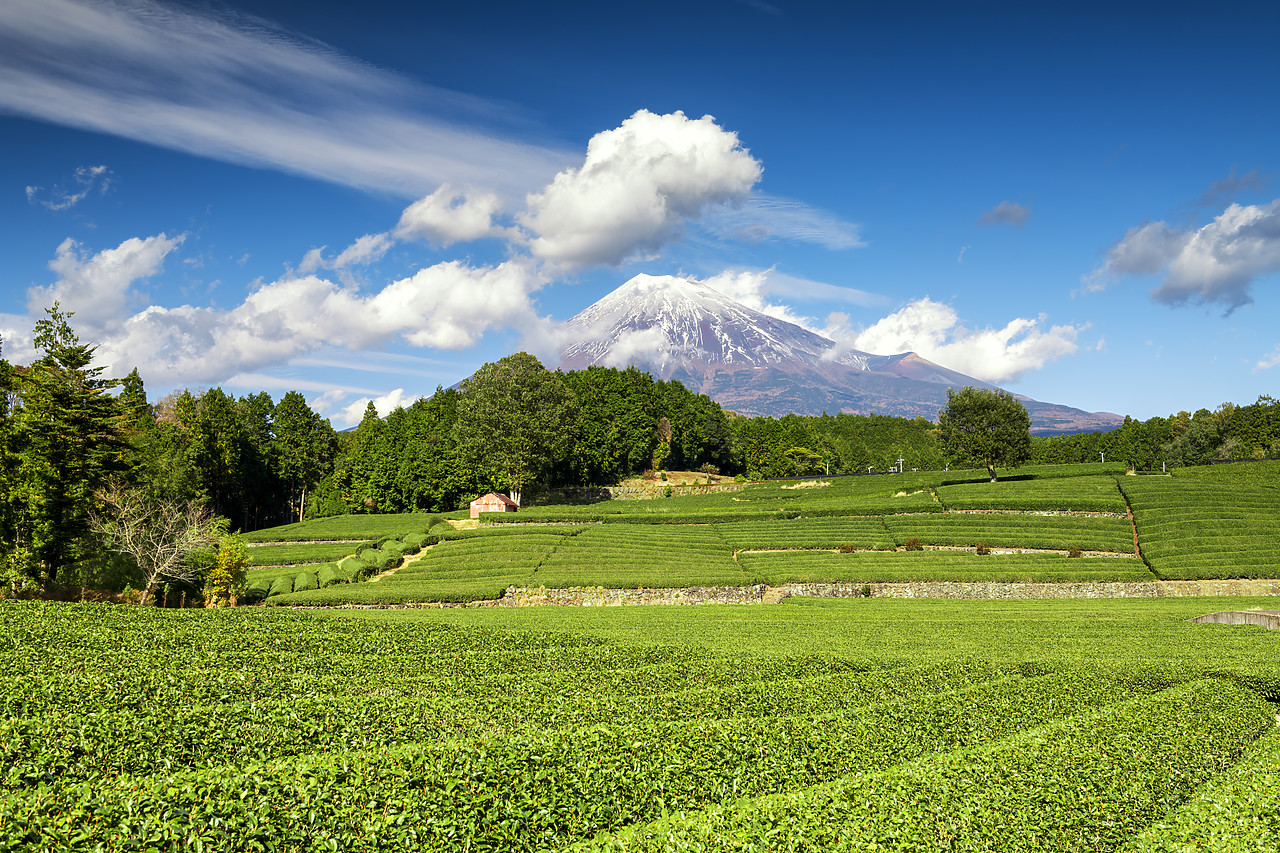 #190612-1 - Green Tea Plantation & Mt. Fuji, Honshu, Japan