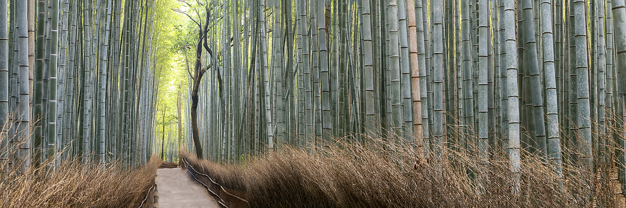 #190643-1 - Path Through Bamboo forest, Sagano, Arashiyama, Kyoto, Japan