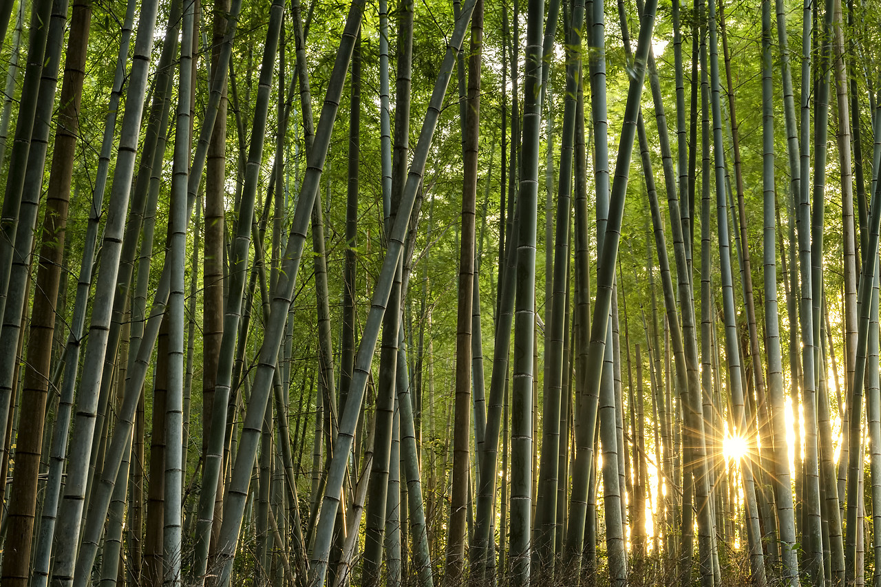#190646-1 - Sunlight Through Bamboo forest, Sagano, Arashiyama, Kyoto, Japan