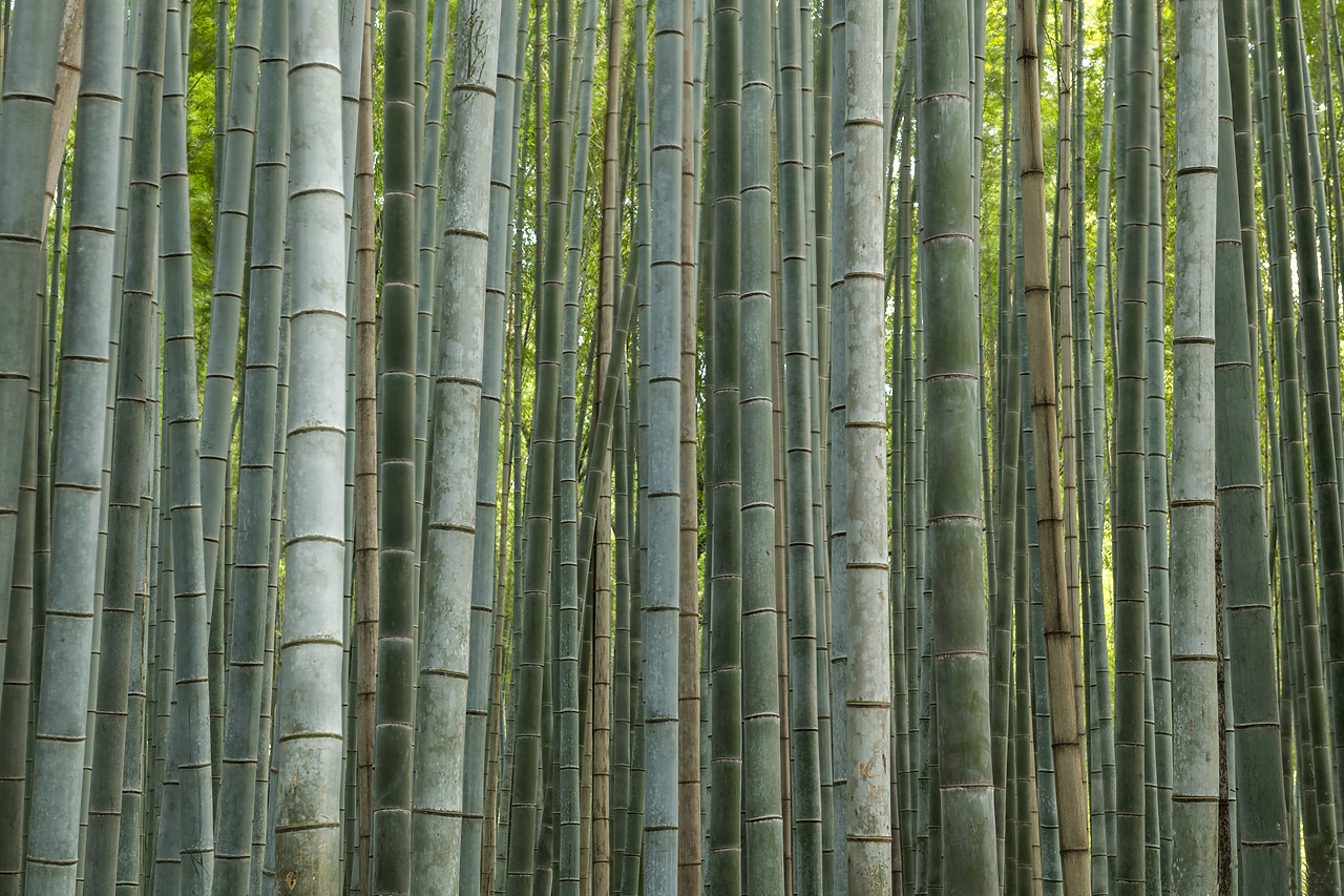 #190647-1 - Bamboo forest, Sagano, Arashiyama, Kyoto, Japan