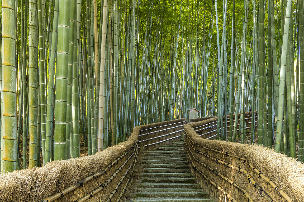#190651-1 - Steps Through Bamboo Forest, Adashino Nembutsu-ji Temple, Arashiyama, Kyoto, Japan