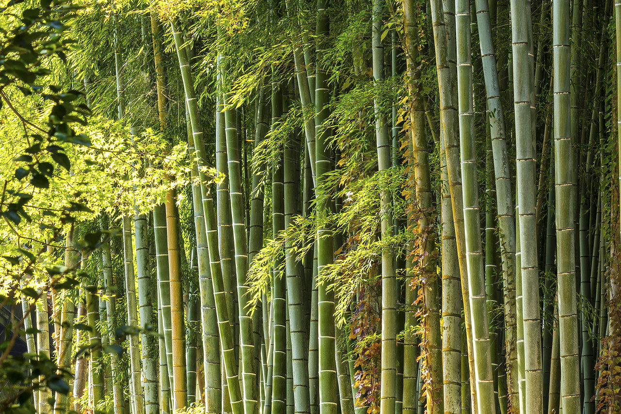 #190653-1 - Bamboo Forest, Sagano, Arashiyama, Kyoto, Japan