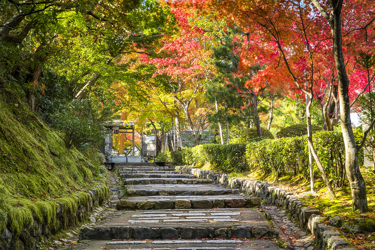 #190654-1 - Steps in Autumn, Sagano, Arashiyama, Kyoto, Japan