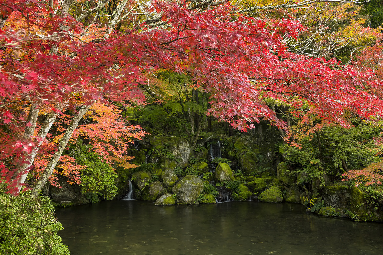 #190670-1 - Maple Trees in Autumn, Daigo-ji Temple, Kyoto, Japan