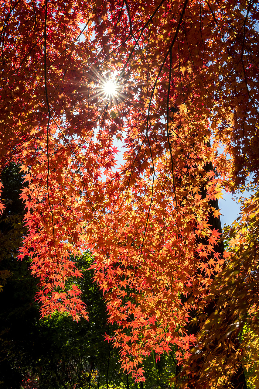 #190694-1 - Sunlight Through Maple Tree in Autumn, Japan