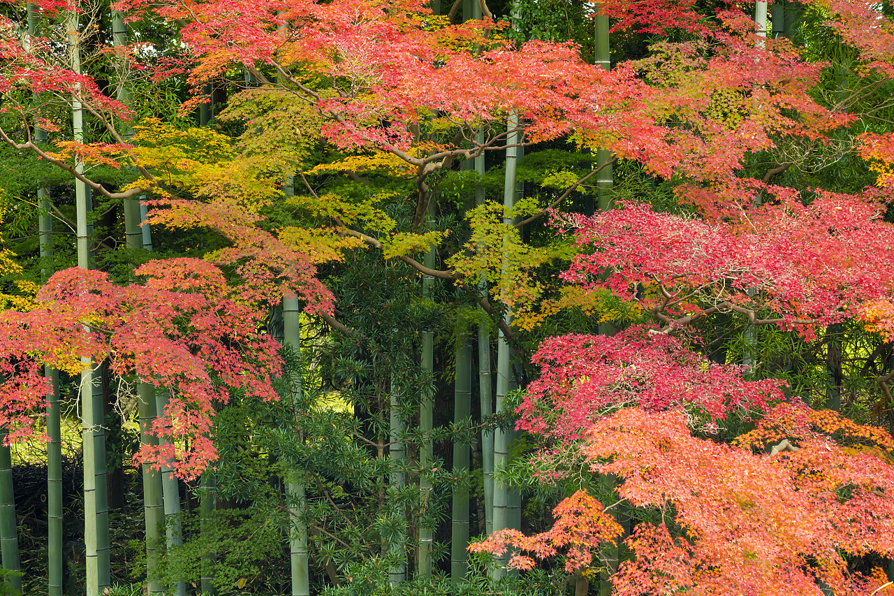 #190722-1 - Bamboo & Maple Trees in Autumn,  Nara, Kansai, Japan