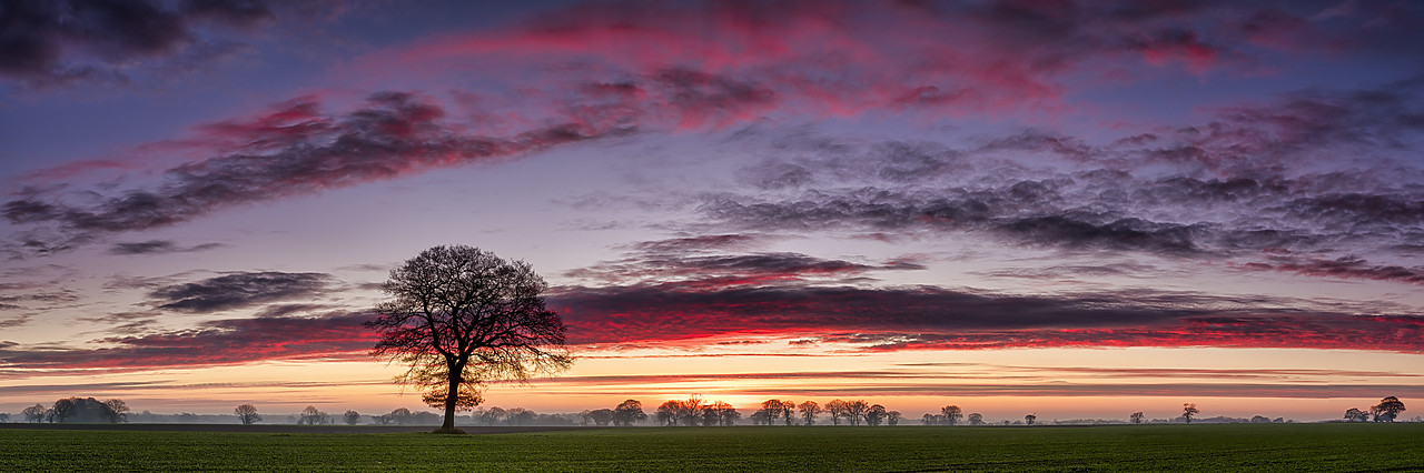 #190755-2 - Lone Tree at Sunrise, Norfolk, England