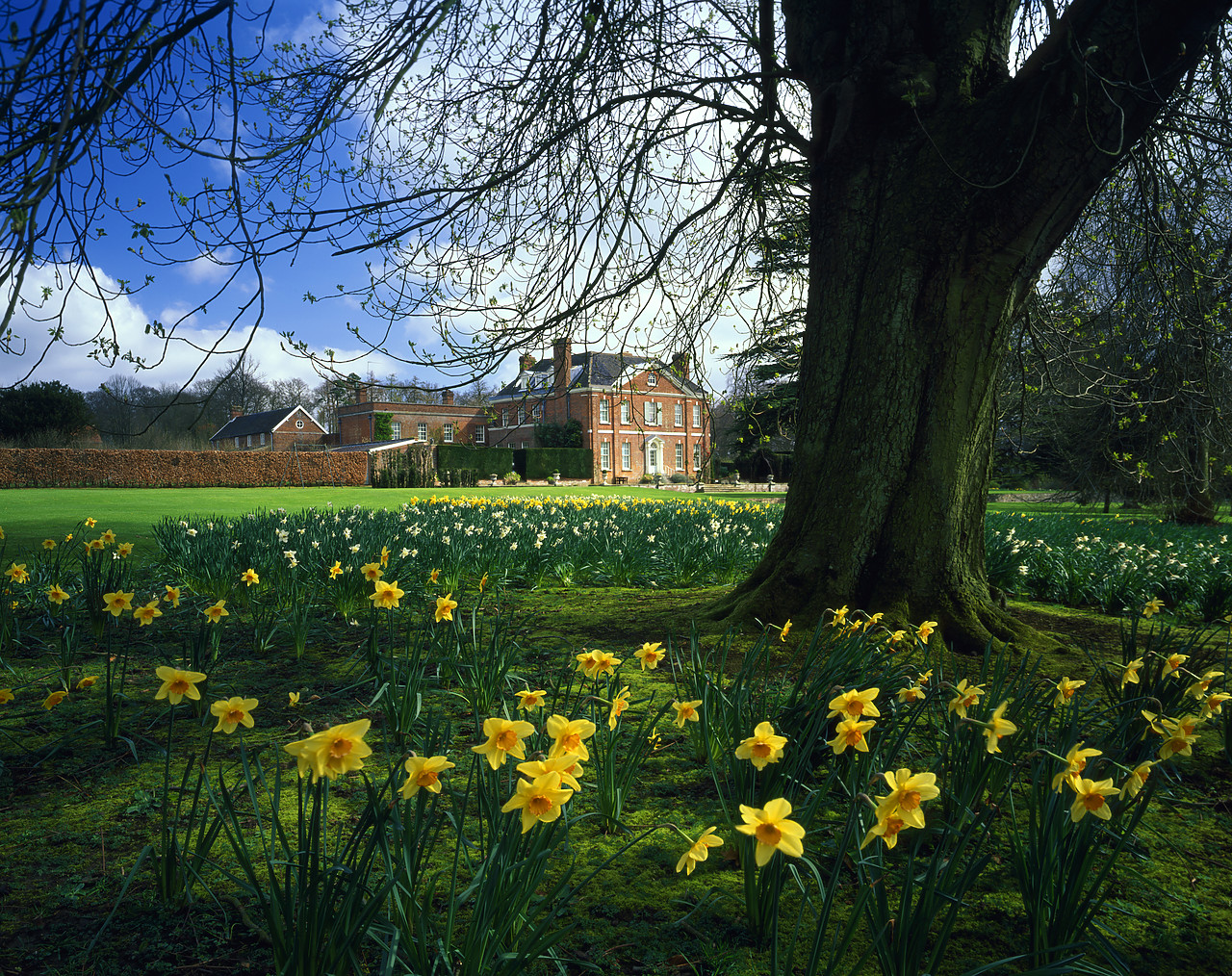 #200219-2 - Bradenham Hall in Spring, Bradenham, Norfolk, England