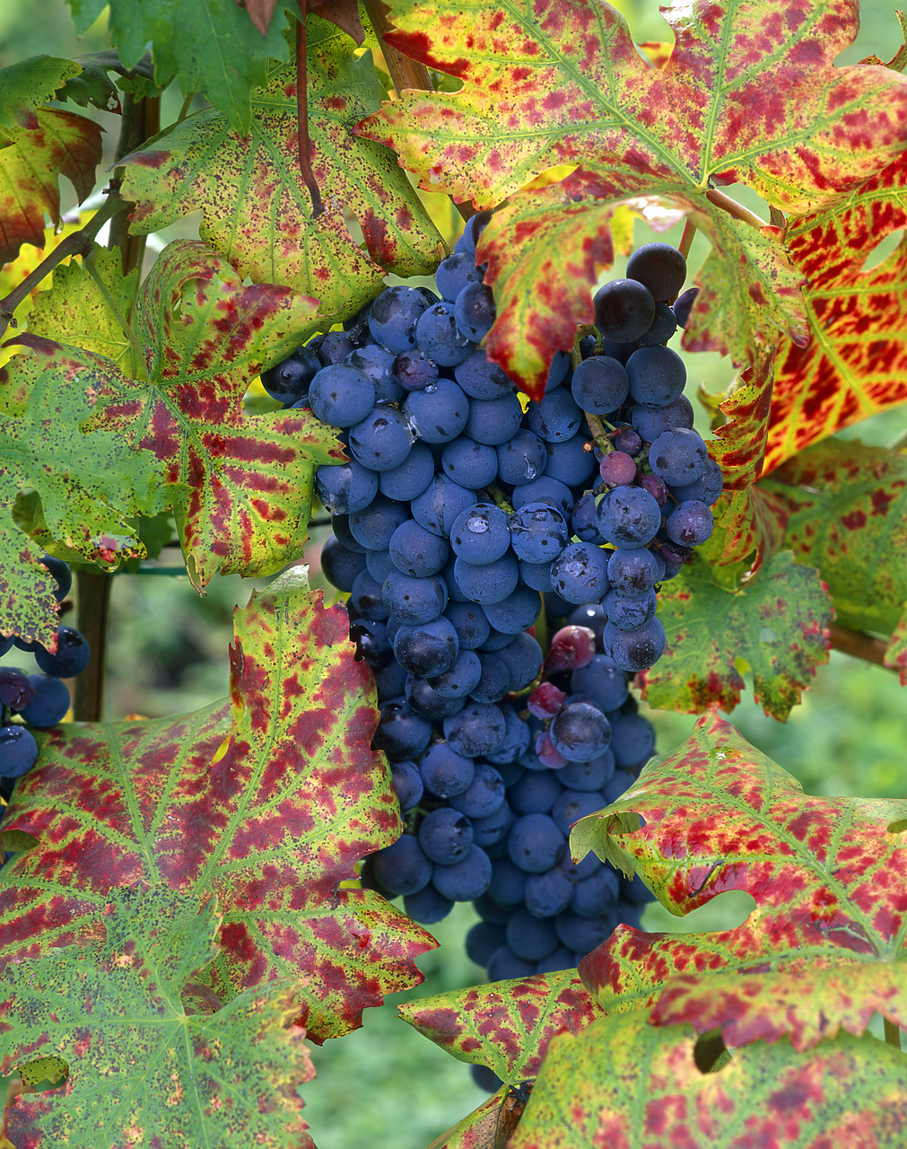 #200348-3 - Grapes, Tuscany, Italy