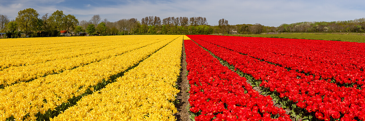 #220188-2 - Red and Yellow Tulip Field, Lisse, Holland, Netherlands