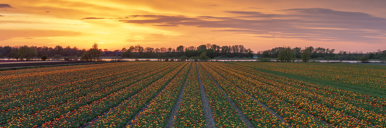 #220189-1 - Tulip Field at Sunset, Holland, Netherlands