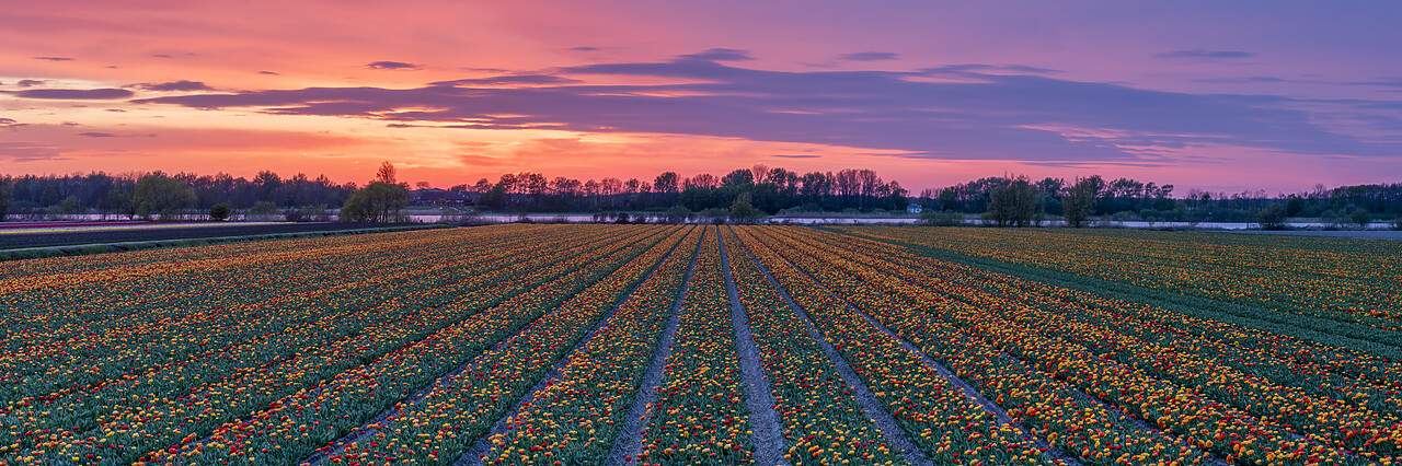 #220190-1 - Tulip Field at Sunset, Holland, Netherlands