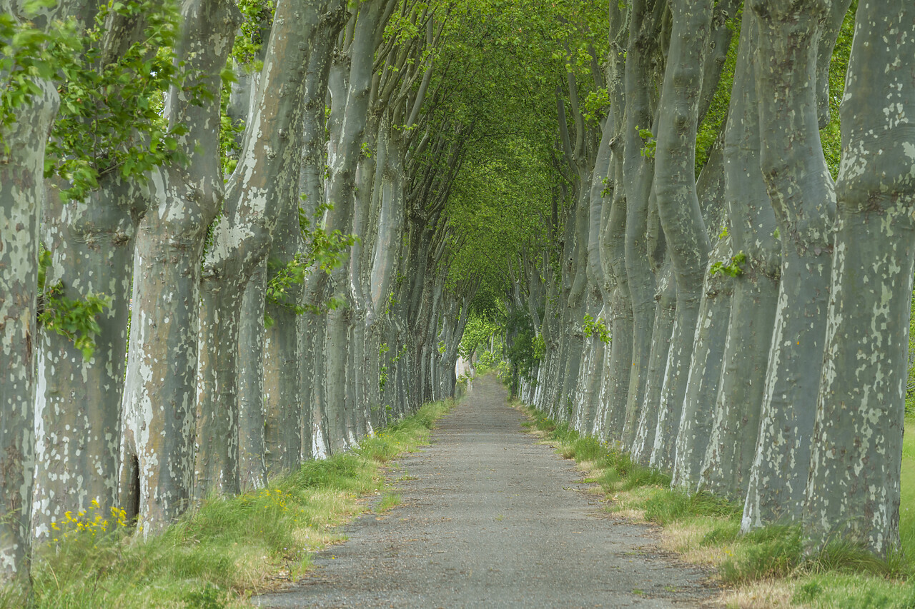 #220270-1 - Country Lane Lined by Sycamore Trees, Aude, Occitanie, France