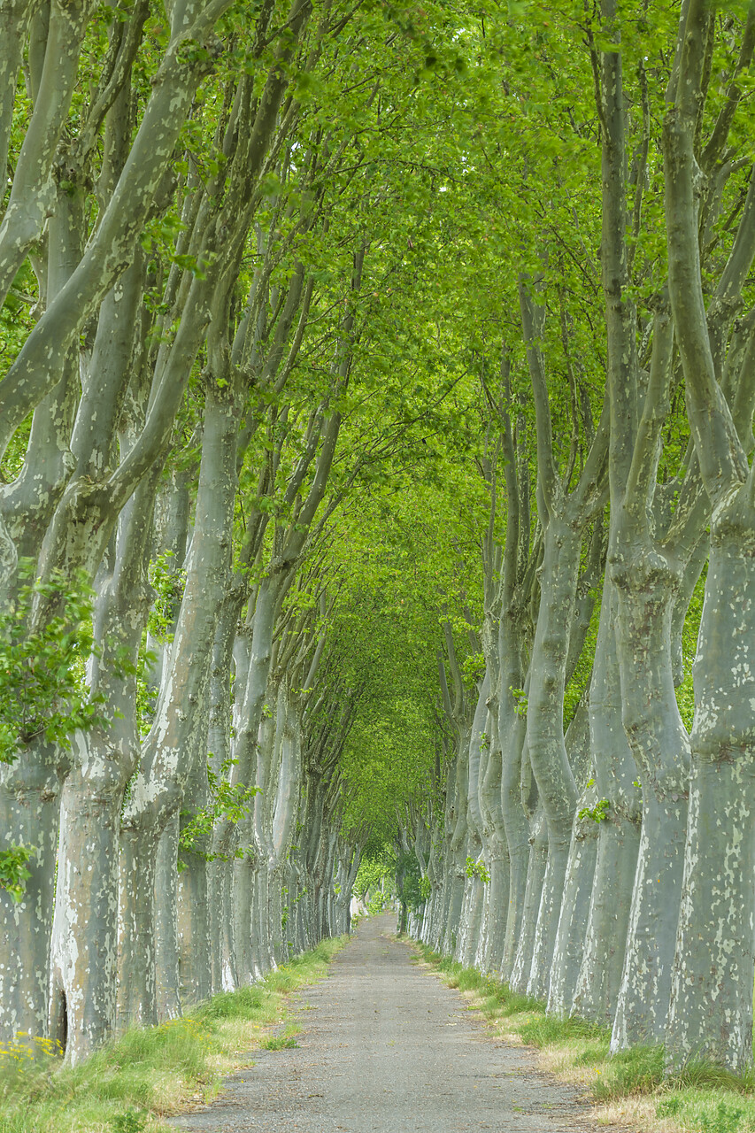 #220270-2 - Country Lane Lined by Sycamore Trees, Aude, Occitanie, France