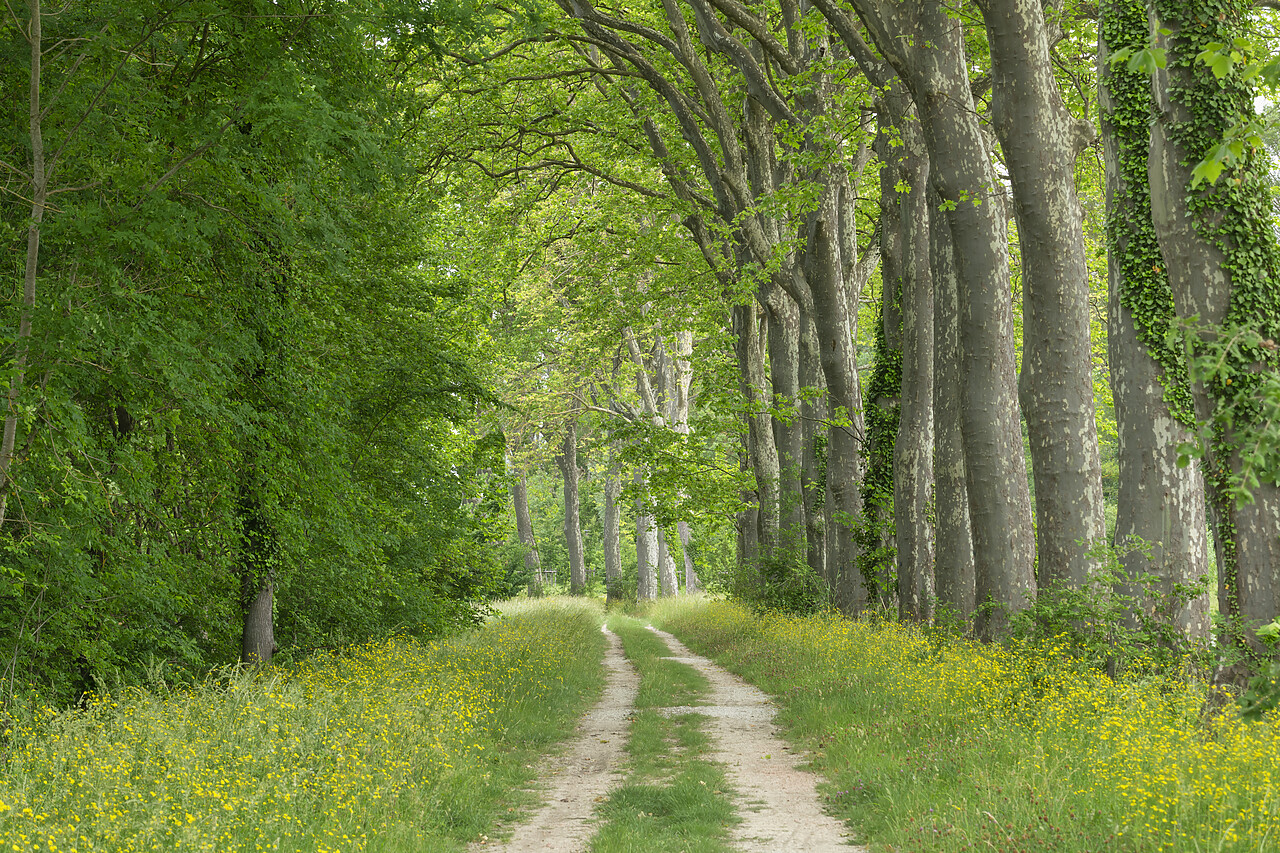 #220272-1 - Country Lane Lined by Sycamore Trees, Aude, Occitanie, France