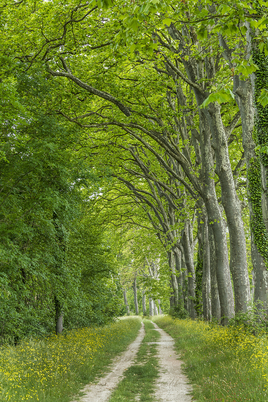#220272-2 - Country Lane Lined by Sycamore Trees, Aude, Occitanie, France