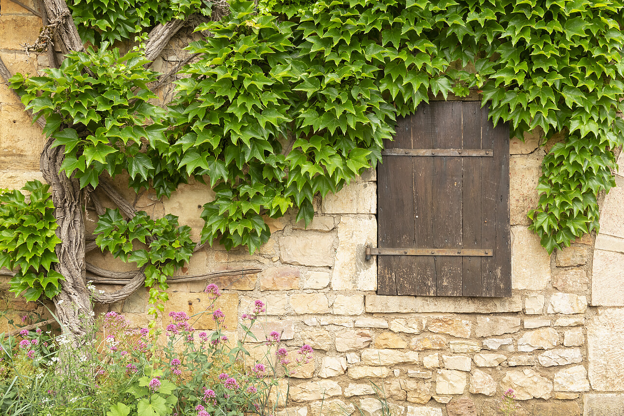 #220286-1 - Window & Ivy, Bruniquel, Tarn-et-Garonne, Occitanie, France