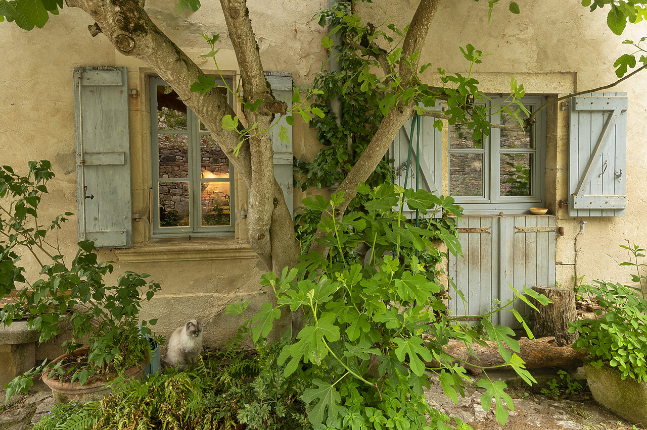 #220289-1 - Cottage Front  & Cat, Bruniquel, Tarn-et-Garonne, Occitanie, France