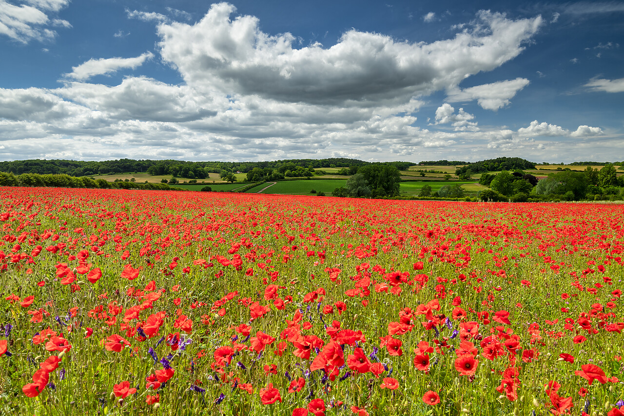 #220320-1 - Field English Poppies, North Norfolk, England