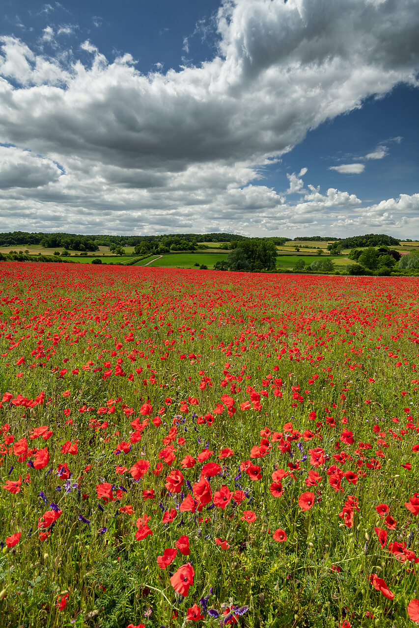 #220320-2 - Field English Poppies, North Norfolk, England